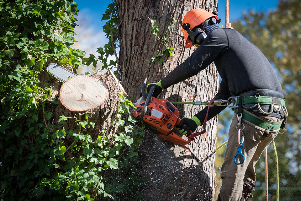 Seaside Landscaping & Tree Care Experts