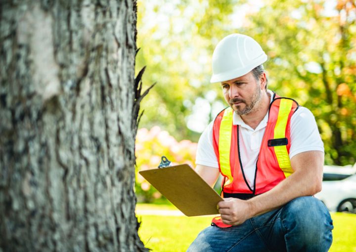 Tree health assessment and permit services in Monterey County CA